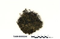 藏品(孔雀苔屬)的圖片